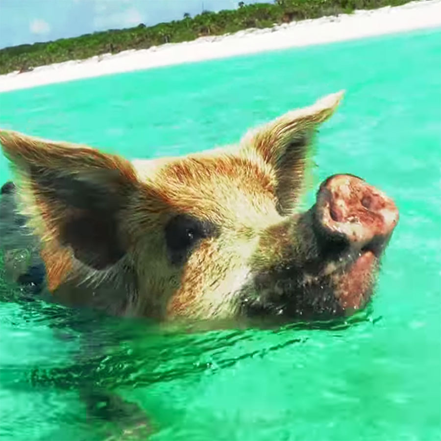 鼻を水面に出して泳ぐ豚。